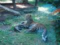 Zoo Cottbus 046
